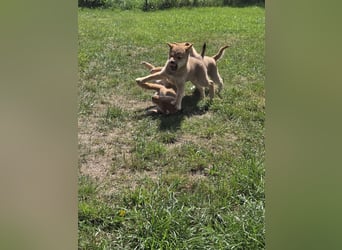 Shiba inu Welpen.   vom Haus Joe   ,Liebhaberzucht