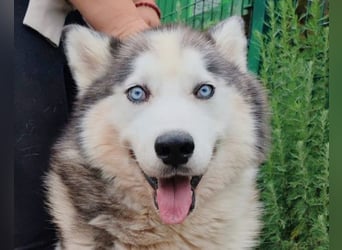 Dragan ❤️ kuschliger, verspielter Husky-Mix Rüde!