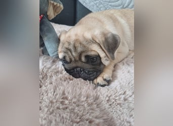 Mops welpen ab sofort Abgabe bereit.
