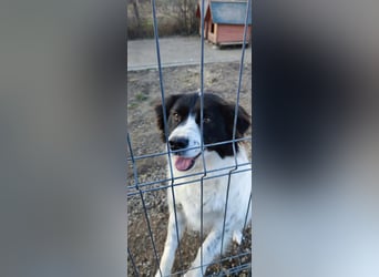 MILLA - Eine Überlebenskämpferin sucht ihr Zuhause Zuhause oder Pflegestelle zum 06.09.2025 gesucht!