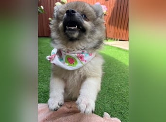 Bonnie SR - Spitz-Prinzessin sucht ihr Für-immer-Zuhause