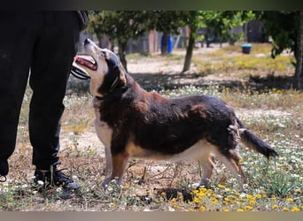 Tsuki, Mix Schäferhund / Berner Senne / Collie , lieb und verträglich