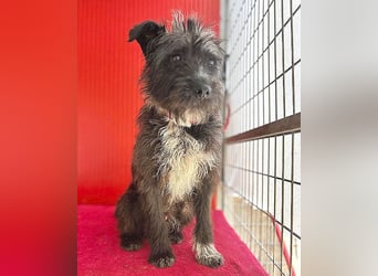 ❤️ gute Hundeseele FICKO - 1,5 Jahre, 35cm - Schnauzer-Mix