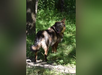 Liebevolle Hündin Taya❤️sucht Pflege- oder Endstelle