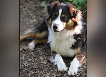 Australian Shepherd Welpe (reinrassig)