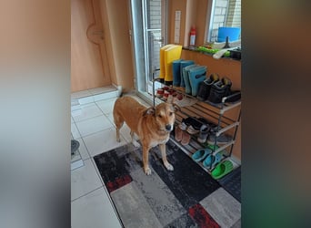 ♥JOSY♥ verliert ihr Zuhause in Grevenbroich - so menschenbezogene und sanfte Schönheit 50 cm