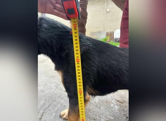 Dexter, geboren 01.08.2023, 34cm sucht sein Körbchen