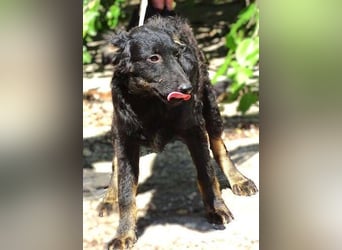 LARA Hundebaby in Lebensgefahr