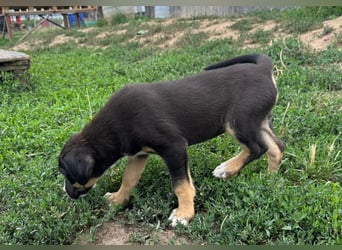 Lilly