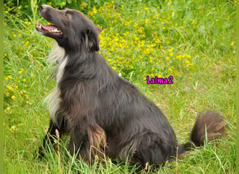 Laima2 01/2021 - sportliche und aufmerksame, wunderschöne Border-Collie-Mix Hündin!