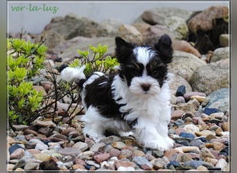 Yorkshire Terrier Welpen -verschiedene Farbgebungen u. Größen