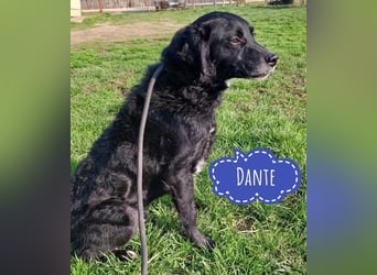 Dante - braucht ein liebevolles Zuhause