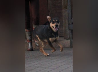 Shiva VI - Kleine Powerlady mit großem Herz