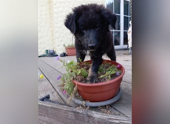 Aussie Schäferhund Welpe