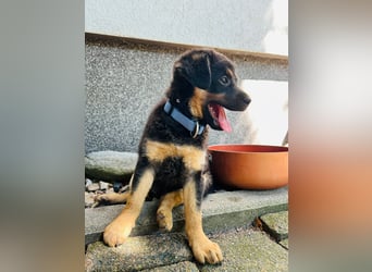 Jakob möchte sich ins Herz schleichen