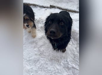 Herzenshund RALF möchte dein Schatten werden