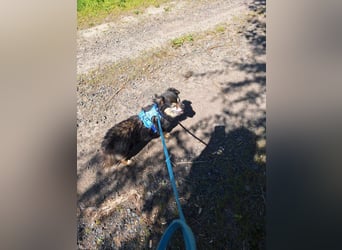 Süßer Nobby sucht liebevolles Zuhause