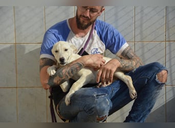 Pipa, unglaublich herzige Rasselbande sucht ihr Glück