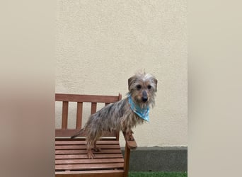 Bert, sehr lieber und neugieriger Mischling, geb. 06/2024