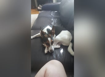 Reinrassiger Jack Russell Terrier