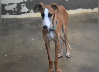 Dali 07/2024 (in Deutschland) - verspielter und neugieriger, wunderschöner junger Galgo!