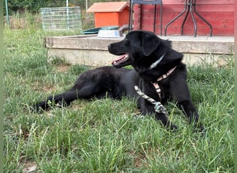 Ink - aktiver, lebhafter und verspielter Labrador-Mix Rüde / z.Zt. noch in Rumänien