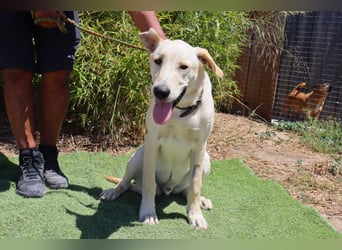 Dusty, Labrador-Mix, lieb und sozial