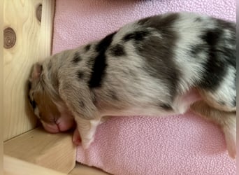 Blue Merle Hündin, Australian Shepherd