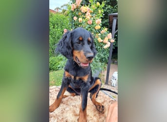 Gordon Setter Mädchen Sheila und Scarlett suchen nette Kuschelpartner