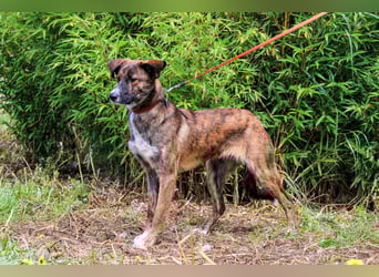 Peanut, Mix Labrador / Rafeiro Alentejano, lieb und sozial