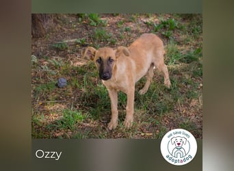 Ozzy: Sanfte Seele mit Schlappohren