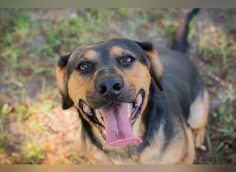 Chip 232046: Sucht ein Zuhause