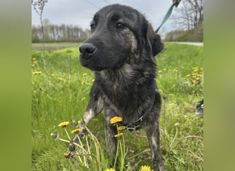 Monty braucht Liebe