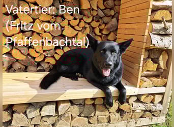 DSH Deutscher Schäferhund - Welpen lackschwarz