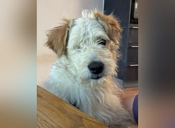 Lucky ❤️ wartet in 78247 Schlatt am Randen