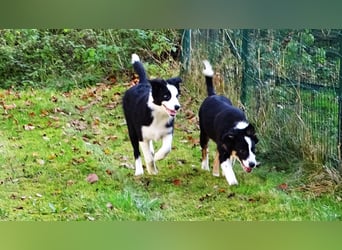 Verkaufe Reinrassige Border Collie Welpen