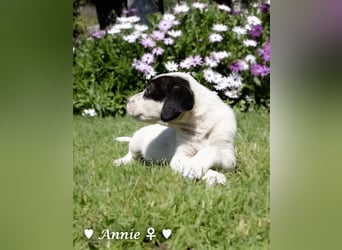 Annie und ihre Geschwister suchen ein Zuhause