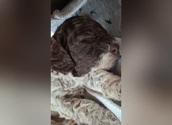 Lagotto Romagnolo Welpen mit Abstammungsnachweis