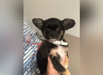Chihuahua Welpen
