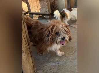 ⭐️LION⭐️, Rüde, 3 Jahre, 30 cm, Mischling, Tierschutz