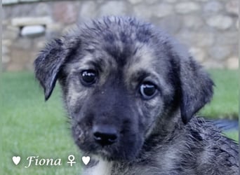 Fiona und Fineas suchen ab Anfang August ein Zuhause