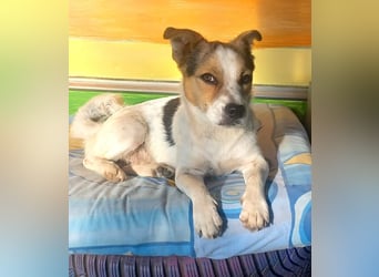 Didier - freundlicher, aktiver, verspielter kleiner Jack Russel-Mix Rüde / z.Zt. noch in Rumänien