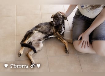 Adam, Ajax und Timmy suchen ein Zuhause