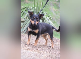 Ludmilla - aktive, nette, freundliche Terriermix Hündin