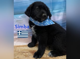 Simba,geb.02/25,griech.Hütehundebub sucht seine Familie,bereits auf PS in 66557 Illingen