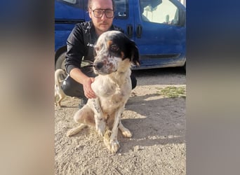 Mira – Heldin auf vier Pfoten -