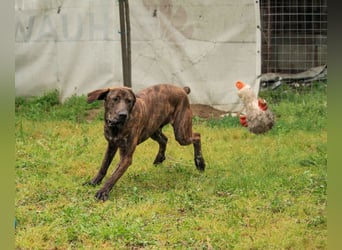 Brenda LM – freundliche Doggen-Boxer-Mix-Hündin sucht liebevolles Zuhause