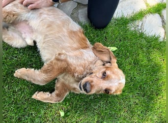 Hübscher Spaniel-Mischling PHILIPP sucht eine liebevolle Familie