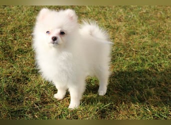Zwergspitz Pomeranian "Vanilla" Hündin 4 Monate kann ins neue Heim ziehen