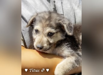 Teddy und seine Geschwister suchen ab September ein Zuhause
